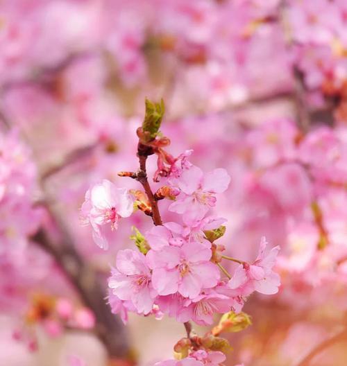 樱花的寓意与花语——春天的美丽使者（樱花的象征与意义）