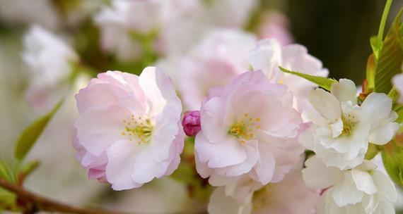 樱花花语及其美丽寓意（绽放于春天的爱与希望）