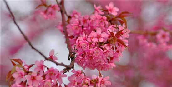 樱花花语及其美丽寓意（绽放于春天的爱与希望）