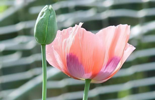 虞美人花语与传说（探寻虞美人花语的美丽与深情）