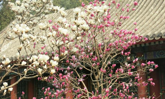 玉兰花的寓意和传说（盛世之花）