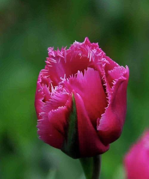 郁金香花语告诉您适合送给什么样的人（以郁金香传达感情的花语和意义解读）