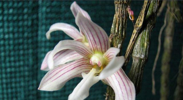 以肿节石斛的花语与含义（探索以肿节石斛花的丰富含义）