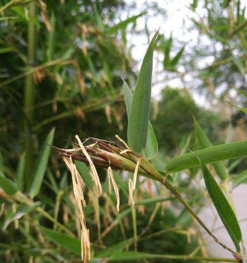 竹子开花之谜（揭秘竹子开花的奇迹与寓意）