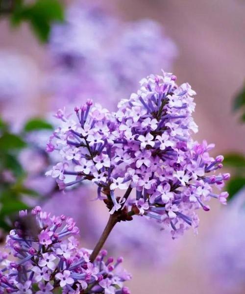 紫色丁香花的花语（揭开紫色丁香花的神秘花语密码）