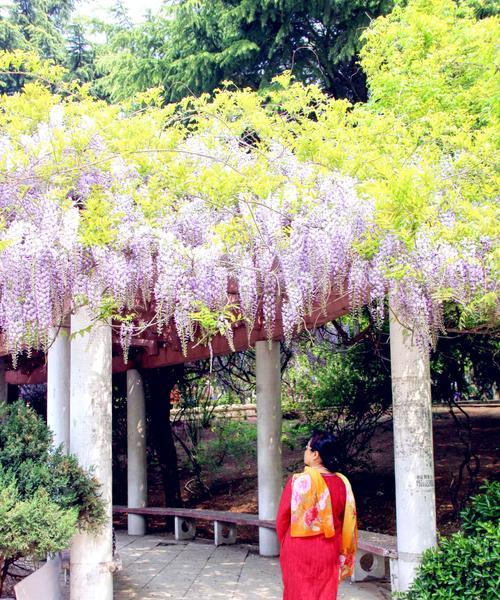 紫藤花的传说与花语（神秘而美丽的紫藤）