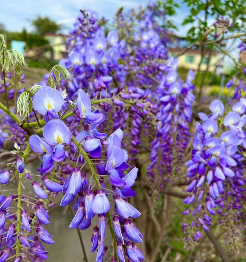 紫藤花的传说与花语（神秘而美丽的紫藤）