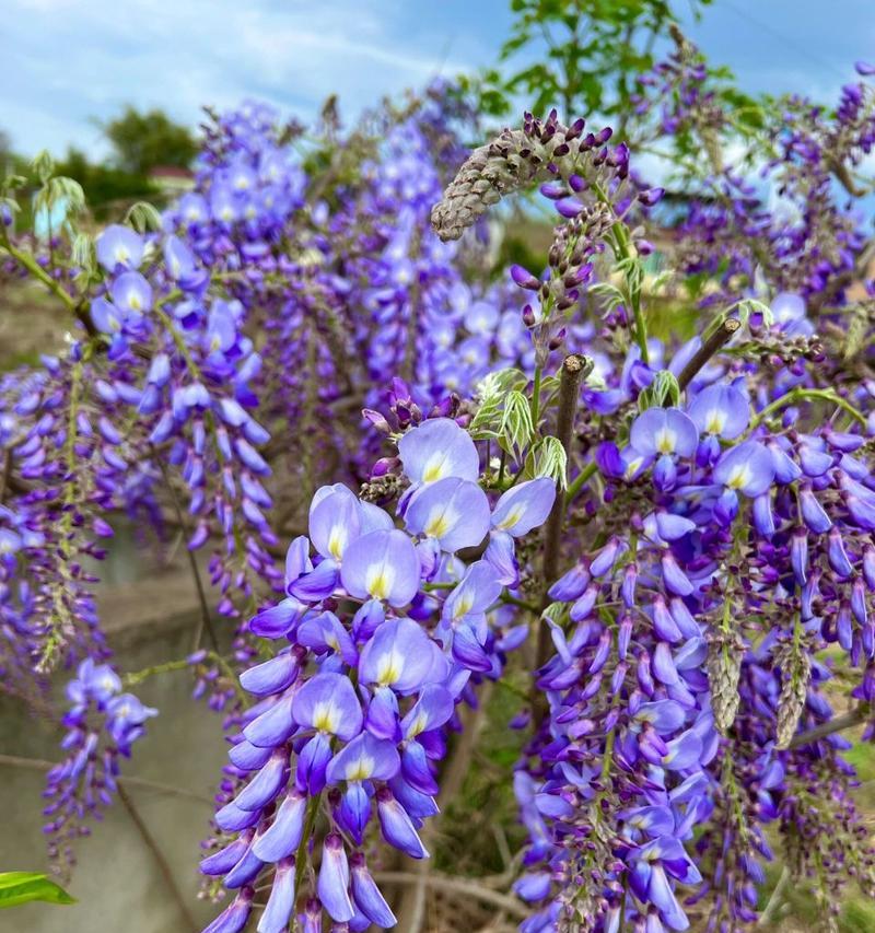 紫藤花的传说与花语（神秘而美丽的紫藤）