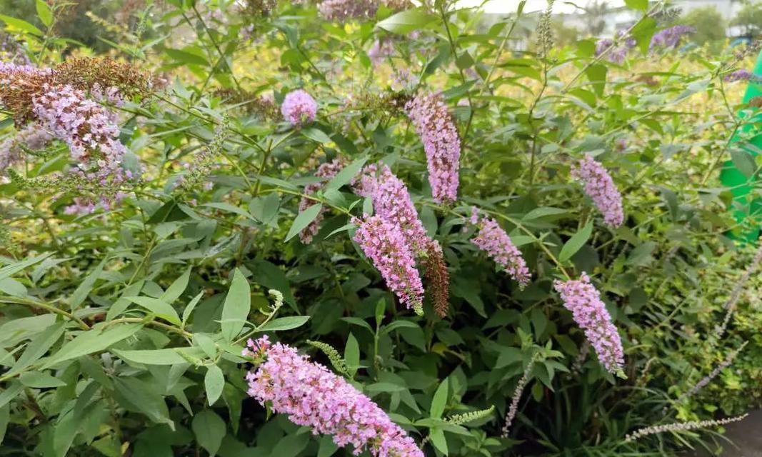 醉鱼草花语与美好生活的关系（探索醉鱼草花语的深意与传承）