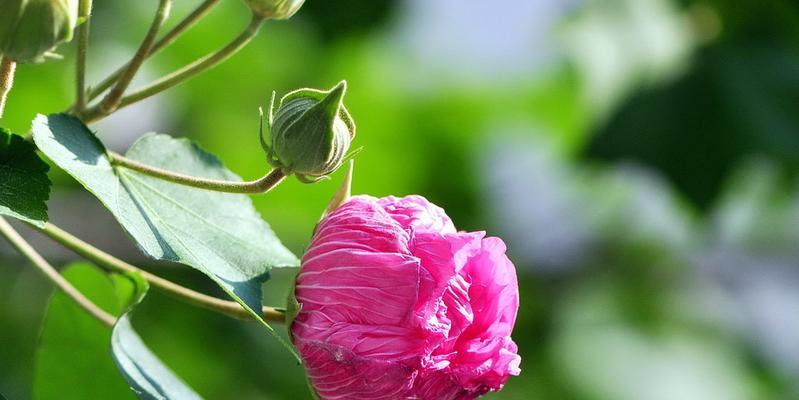 芙蓉花的象征意义及文化传承（探寻芙蓉花的深层内涵与文化象征）