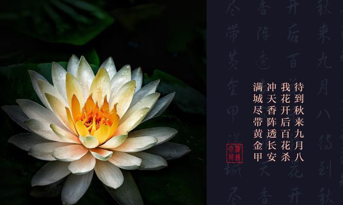 芙蓉菊的花语和寓意（送人禁忌）