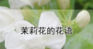 茉莉花——柔情似水的花语与美丽传说（花开瓣瓣香如诗）