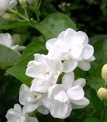 茉莉花的花语与赠送（茉莉花花语的含义及适合的送礼场合）