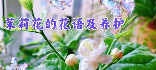 茉莉花花语与代表意义（香气四溢的茉莉花）