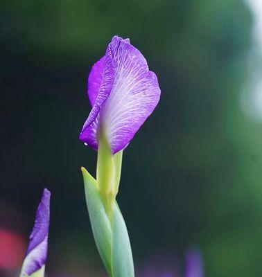 菖蒲花（揭秘菖蒲花的花语）