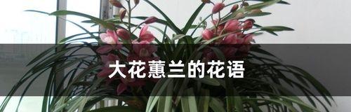 蕙兰之花（探索蕙兰花的花语与象征意义）