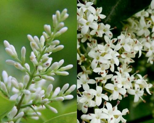 藿香的花语和传说（永恒的清新与祝福——藿香花的花语与传说）