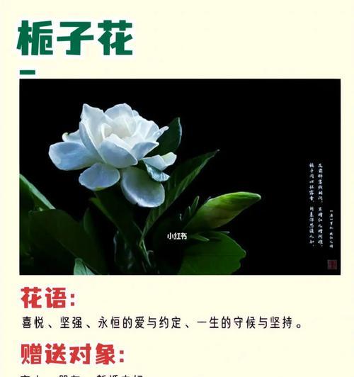 栀子花的美丽与意义（以栀子花花语探究其深层寓意）