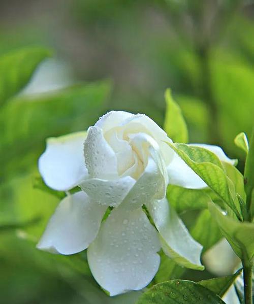 栀子花的美丽与意义（以栀子花花语探究其深层寓意）