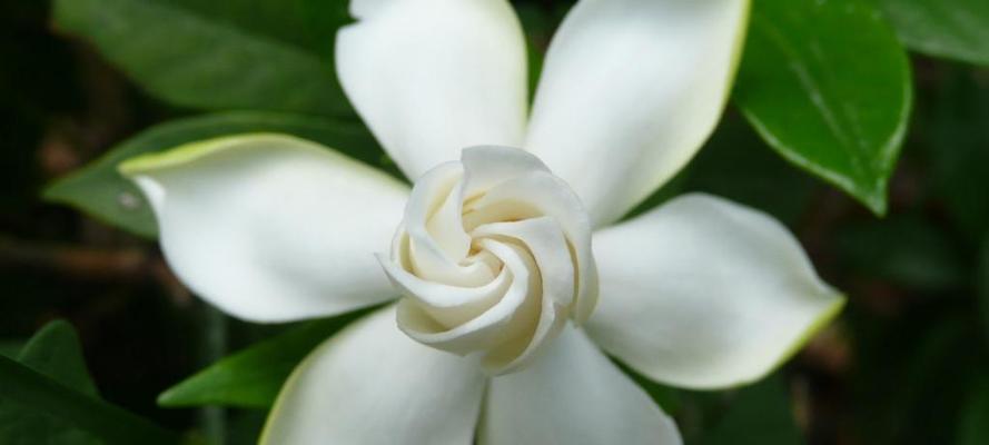 栀子花花语——繁花似锦的情愫（芬芳婉约）