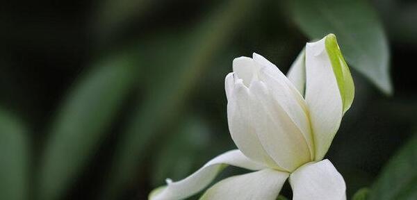 栀子花花语——繁花似锦的情愫（芬芳婉约）