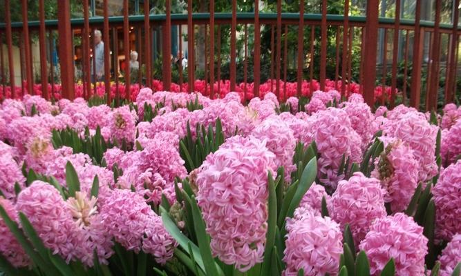 粉色风信子花语的美丽传说（探寻风信子花语的深层意义）