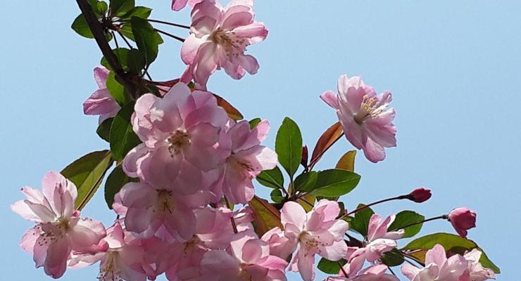 海棠花（用海棠花的美丽传递爱情的真谛）