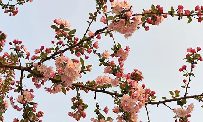 海棠花语的深意（探寻海棠花的情感表达与文化内涵）