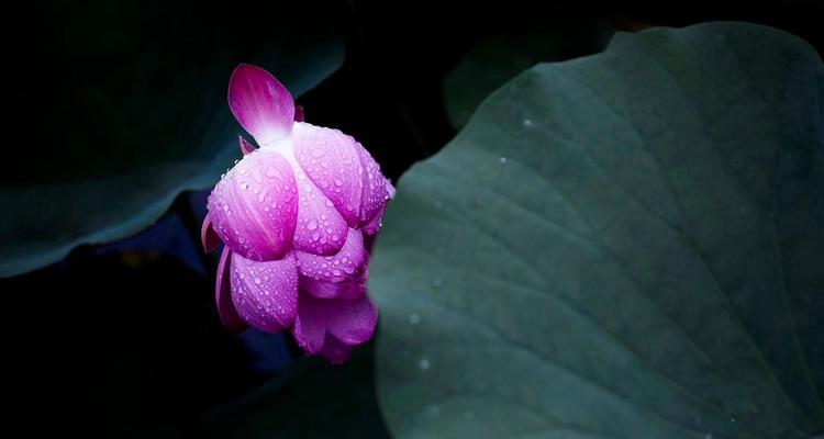 荷花的花语和象征意义（探寻荷花背后的深意）