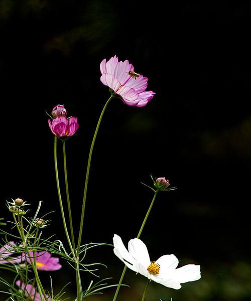 黑色波斯菊花语（解读黑色波斯菊的隐藏信息）