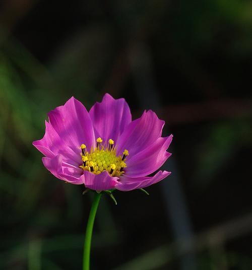 黑色波斯菊花语（解读黑色波斯菊的隐藏信息）