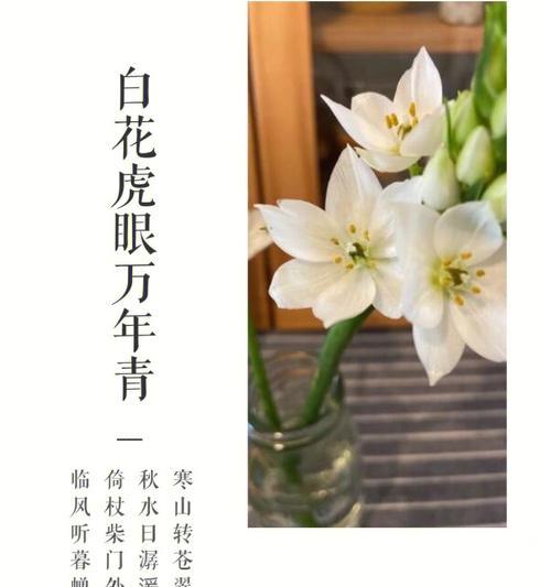 虎眼万年青，花语的启示（揭开虎眼万年青的神秘面纱）