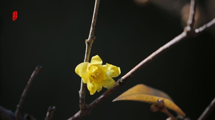 春意盎然，黄腊梅花花语解读（揭秘黄腊梅花背后的寓意与含义）