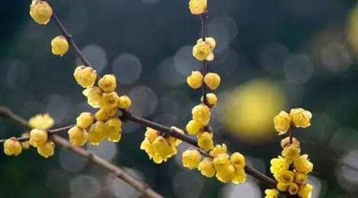 春意盎然，黄腊梅花花语解读（揭秘黄腊梅花背后的寓意与含义）