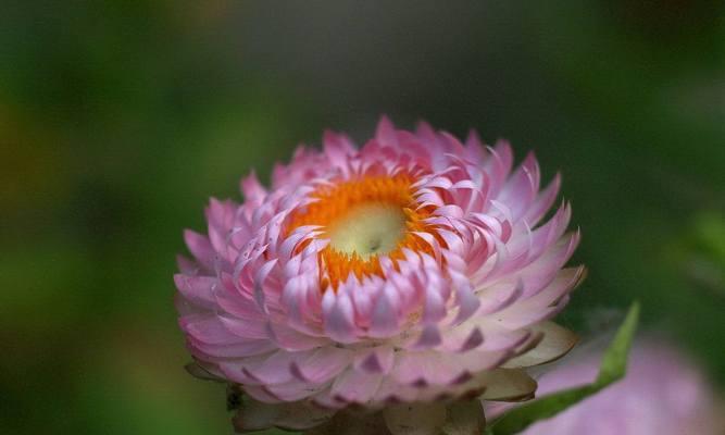 黄色蜡菊的花语及寓意（寓意丰富的黄色蜡菊）