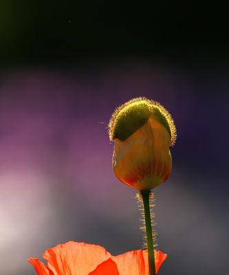 探索黄色虞美人花语的神秘世界（花海中的幸福与爱情）