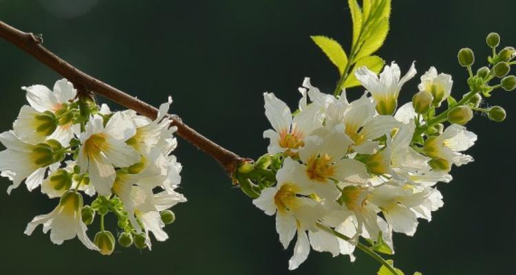 九月桃花刀（揭开九月桃花刀的独特含义）