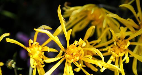 菊花的色彩与花语（菊花的五种颜色及其象征意义）