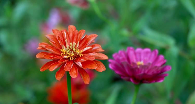 菊花的色彩与花语（菊花的五种颜色及其象征意义）