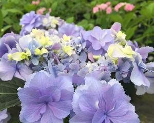 八仙花花语之蓝边的美丽（探索八仙花的神秘花语）