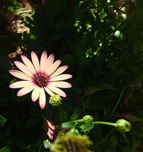 蓝目菊花的花语与寓意（探索蓝目菊花背后隐藏的情感和意义）