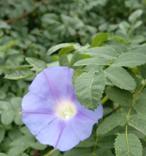 蓝色牵牛花的花语（探寻蓝色牵牛花的花语与含义）