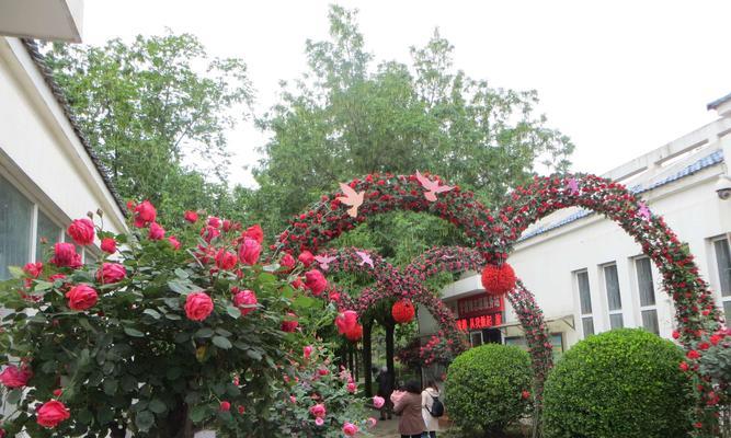 流星雨月季花（流星雨月季花的花语与美丽）