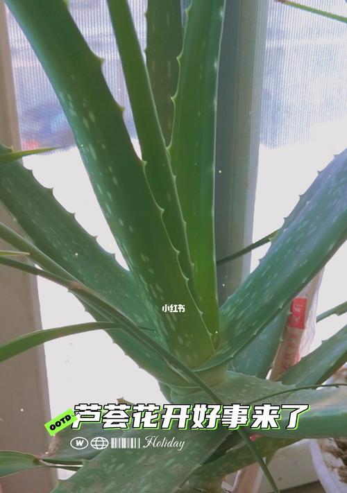 芦荟的象征意义——生命的力量