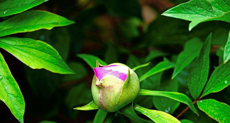 绿色牡丹花（以绿色牡丹花寓意的美丽与哲学）