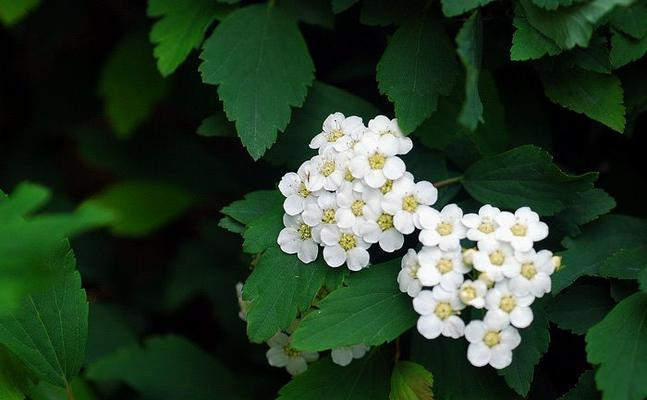 麻叶绣线菊（传递生命力的花语）