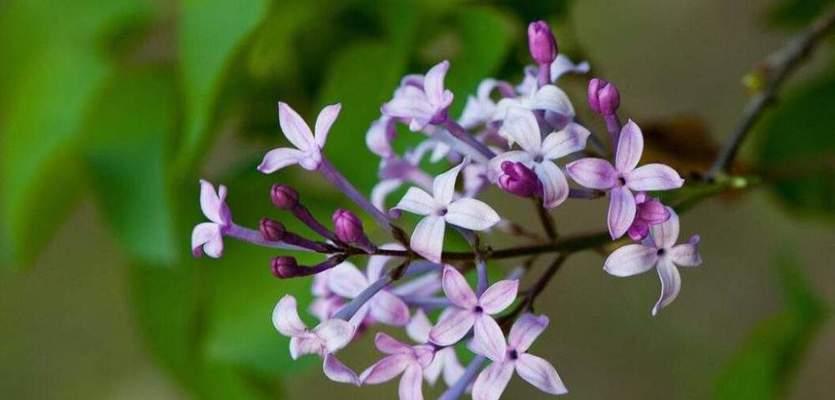 毛蟹爪兰花语（从毛蟹爪兰的花语中窥探生命的意义）