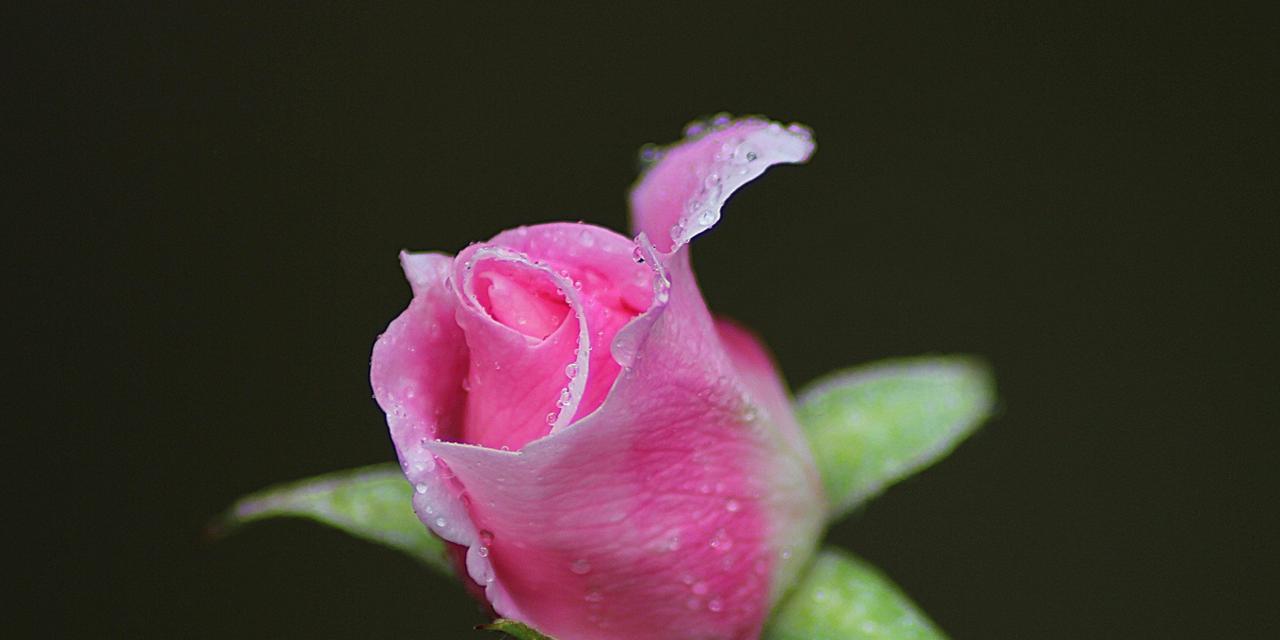 玫瑰花的花期及其意义（揭秘玫瑰花的盛开时间和象征意义）