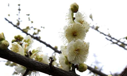 梅花花语——坚韧不拔的力量（追寻梅花）