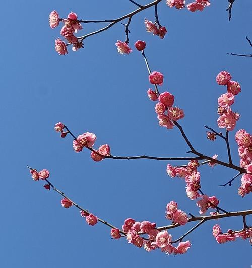 梅花的花语（梅花的花语探秘）